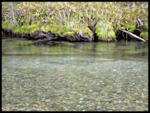 Bull trout on their spawning beds